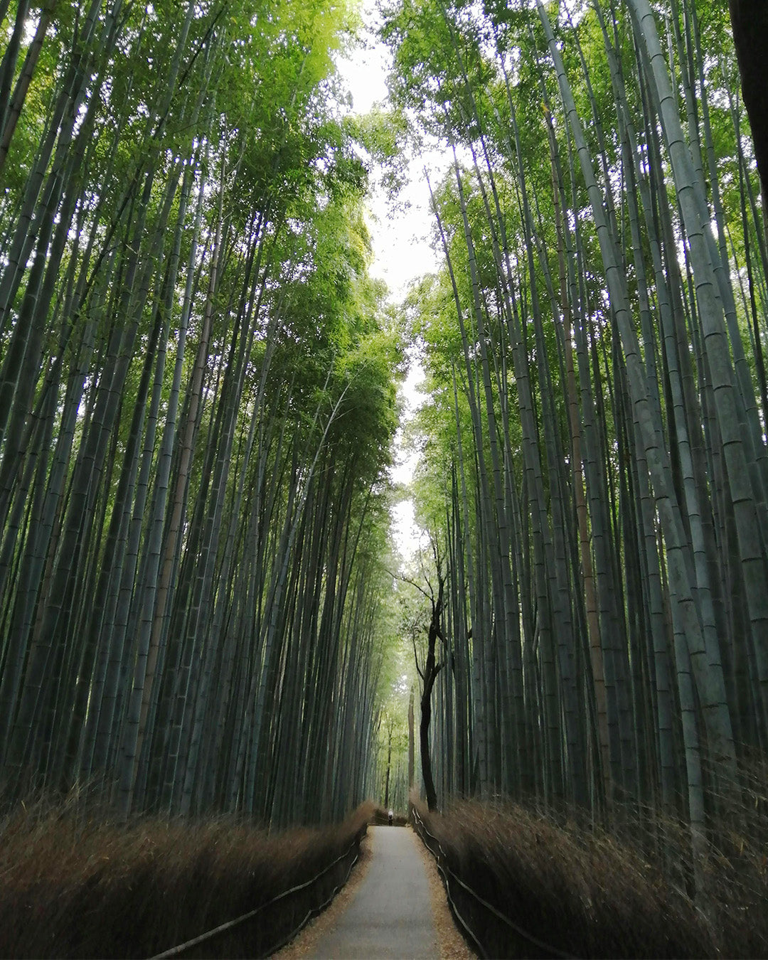 I042: 5D4N Osaka+Kyoto+Nara, Japan Package