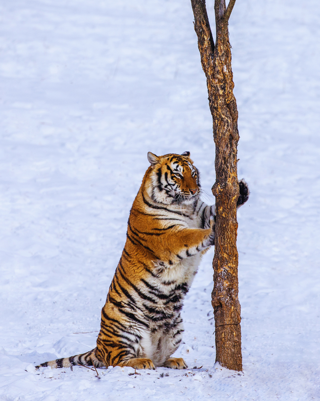 PTM34: 5D4N Winter Fairytale Adventure in Harbin-Yichun