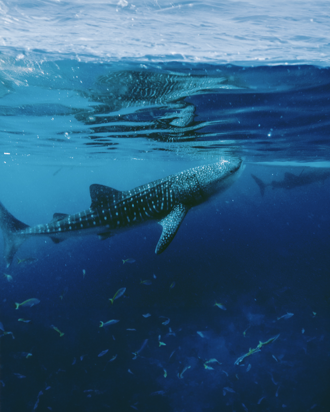 L005: 3D2N Land Arrangement: Cebu, PH