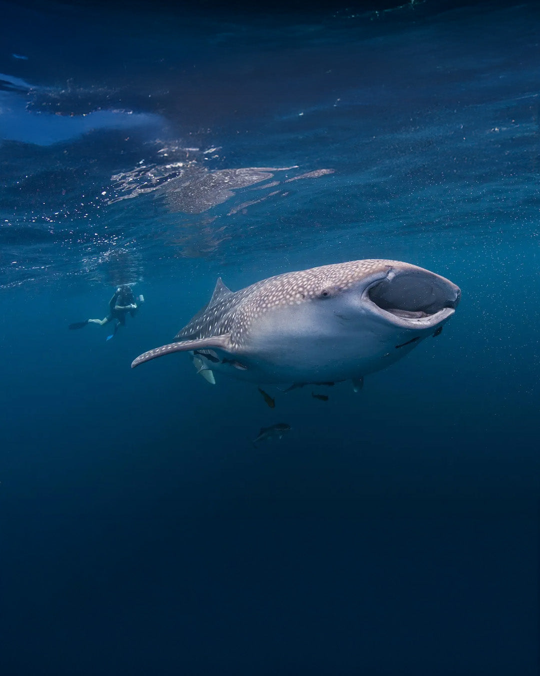 A010: Oslob Whale Shark Watching with Lunch