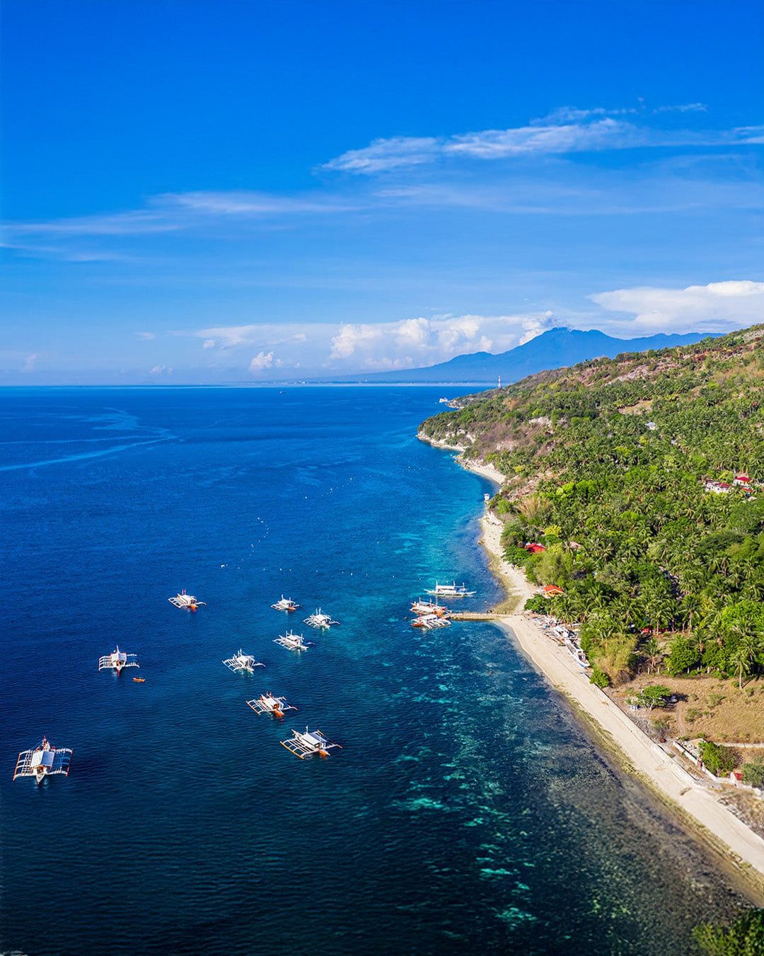 A010: Oslob Whale Shark Watching with Lunch