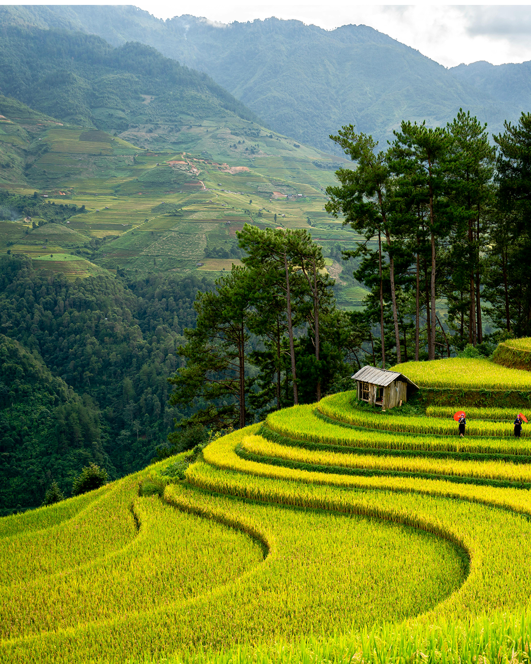 I045: 4D3N Sapa and Hanoi Land Arrangement (By Sleeping Bus)