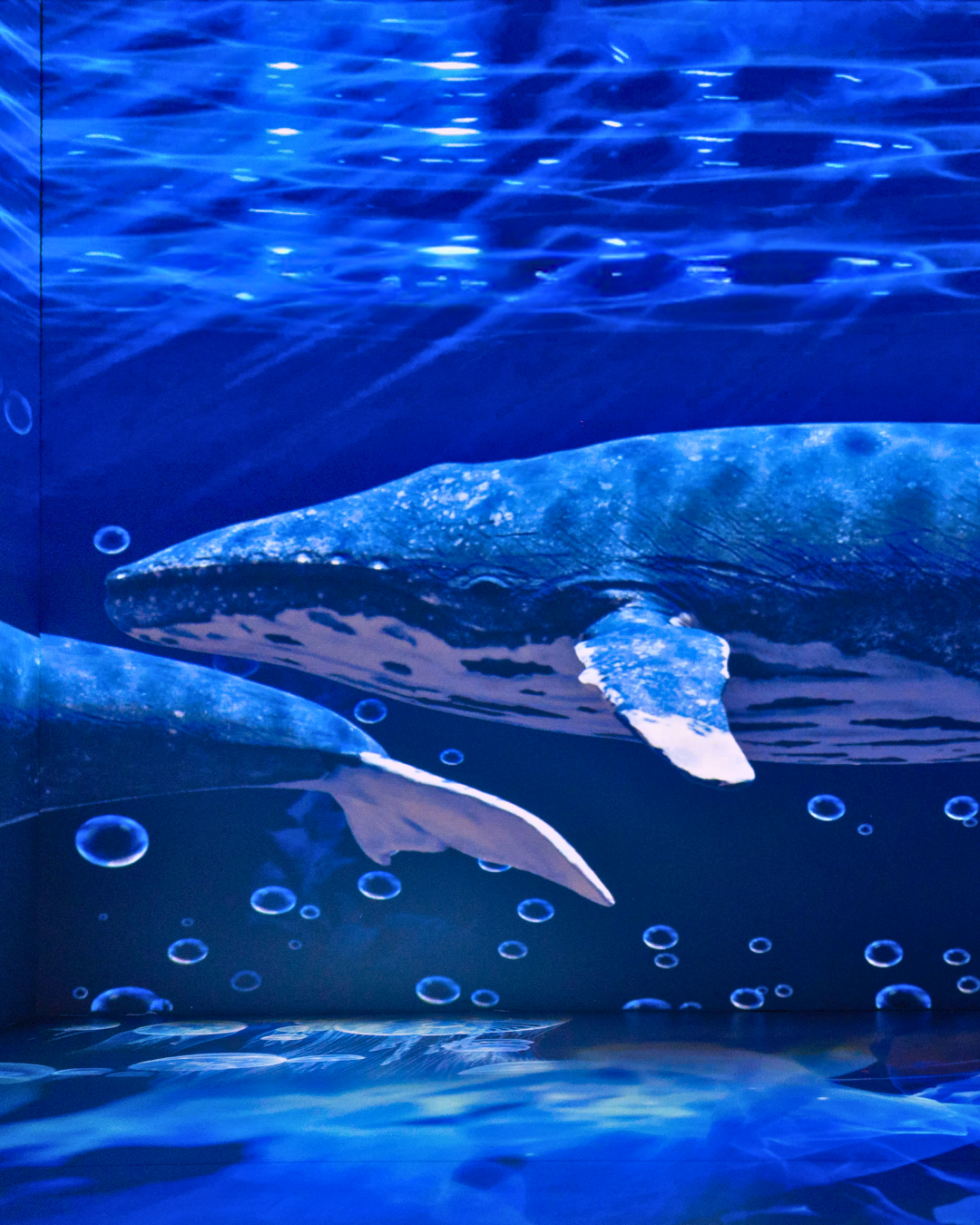 D010: Day Pass - Space & Time Cube +