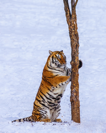 PTM34: 5D4N Winter Fairytale Adventure in Harbin-Yichun