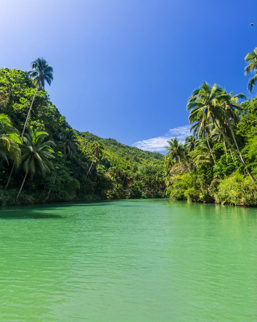 A008: Bohol Countryside Tour with Lunch