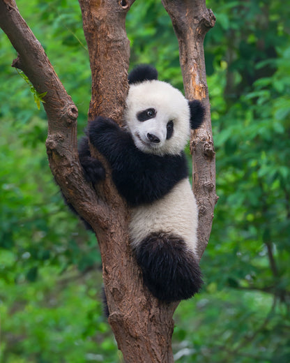 PTM36: 5D4N Chengdu + Jiuzhaigou