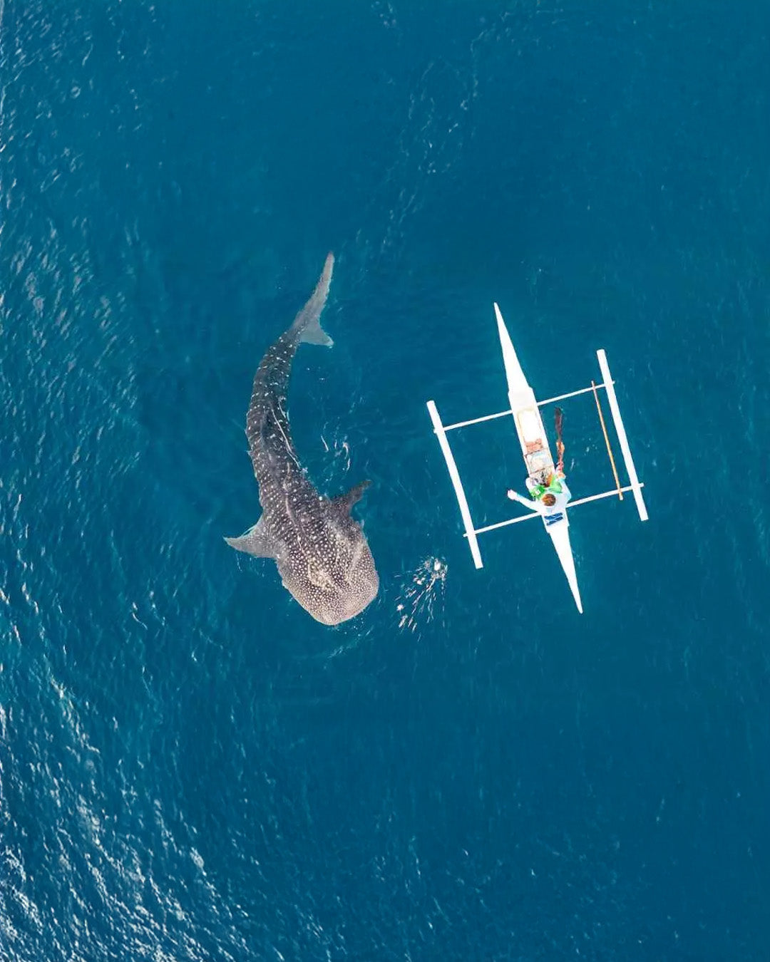 A010: Oslob Whale Shark Watching with Lunch
